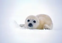 snow seals animals arctic 1920x1200 wallpaper Art HD Wallpaper